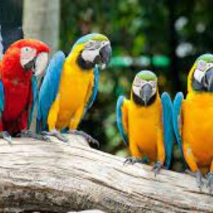 Parrot Mountain & Garden of Eden: Nature Lover’s Retreat