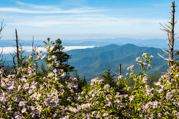 Purple spring wildflowers paint the mountain peaks of the Smokies, indicating the best time of year to visit Pigeon Forge.