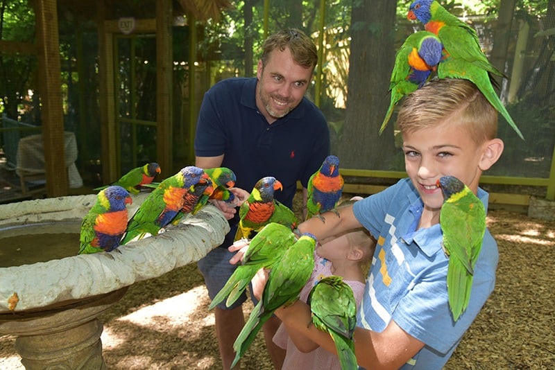 Visitors interacting with parrots at Parrot Mountain - one of many cheap family things to do in Pigeon Forge, TN.
