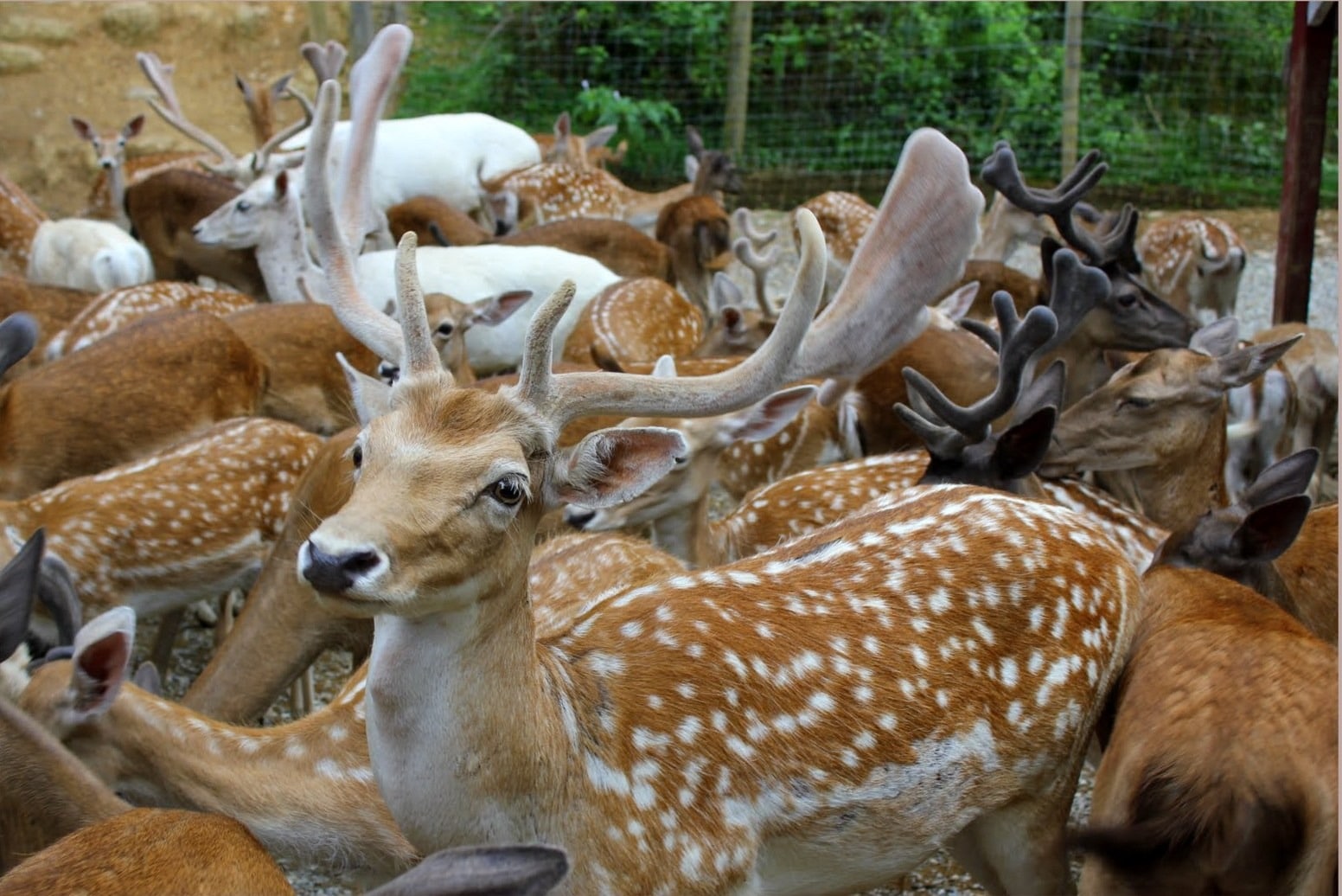 Herd of spotted deer with large antlers gathered in a fenced wildlife area.