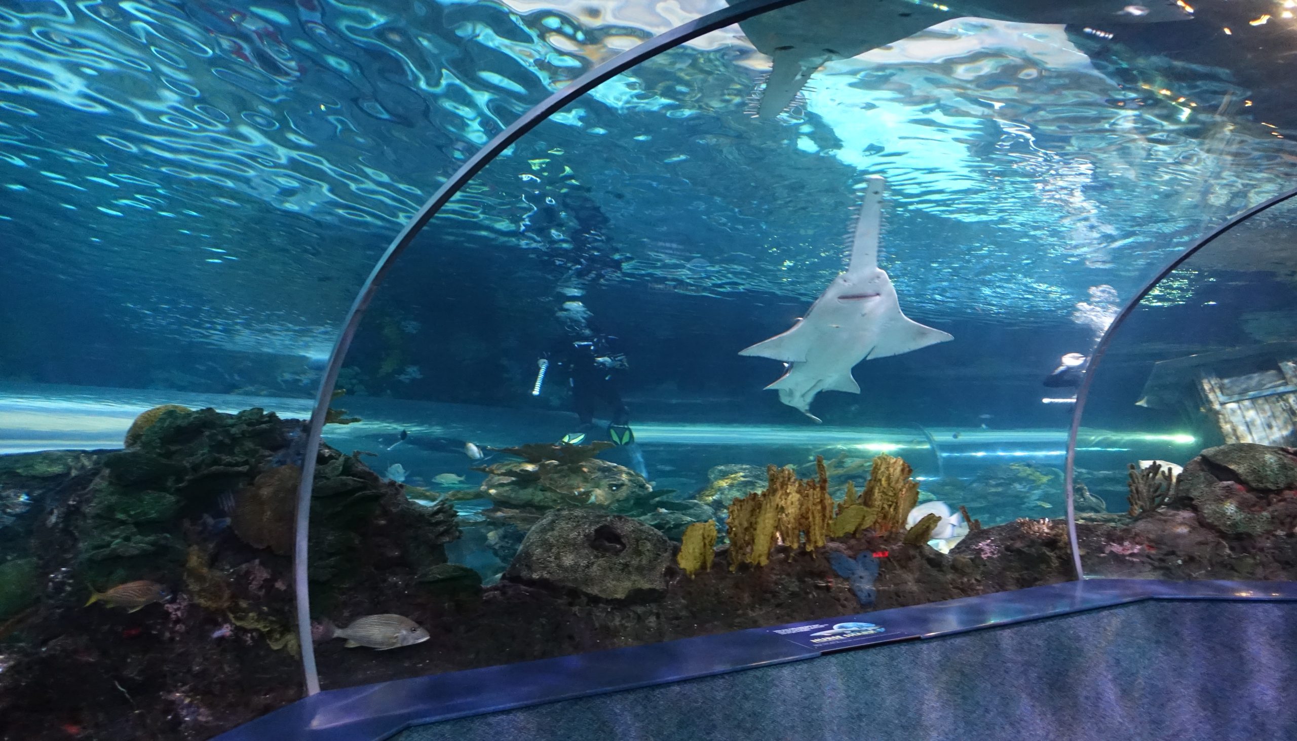 Underwater tunnel view at an aquarium with a sawfish and divers.