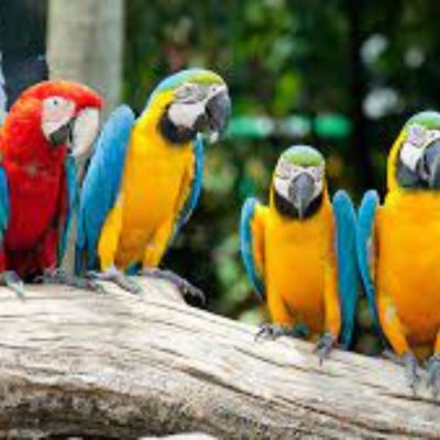 Parrot-Mountain-Garden-of-Eden-1